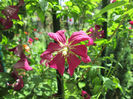 clematis Niobe