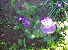 Rhapsody in blue