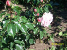 Octavia Hill