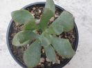Crassula arborescens `Blue Bird`