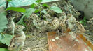 SAM_0523