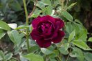Burgundy ice