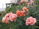 IMG_5597