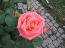 IMG_5607