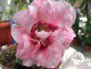 Gloxinia roz involt picatele Florisipante a murit