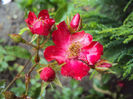 Cherry Meidilland- da