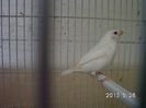 african silverbill  albino