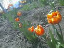 IMAGE_248