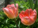 IMAGE_260