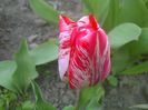 IMAGE_263