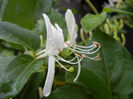 Lonicera japonica (2013, May 24)