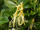 Lonicera japonica (2013, May 24)