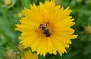 Coreopsis