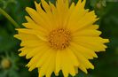 Coreopsis