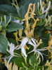 Lonicera japonica (2013, May 26)