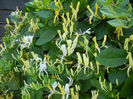 Lonicera japonica (2013, May 26)