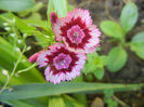Dianthus barbatus (2013, May 25)