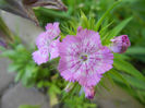 Dianthus barbatus (2013, May 25)