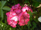 Dianthus barbatus (2013, May 26)