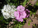Dianthus barbatus (2013, May 26)
