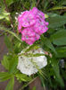 Dianthus barbatus (2013, May 28)