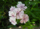 Dianthus barbatus (2013, May 28)