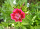 Dianthus barbatus (2013, May 28)