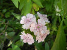 Dianthus barbatus (2013, May 28)