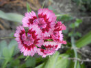 Dianthus barbatus (2013, May 28)
