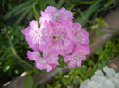 Dianthus barbatus (2013, May 28)
