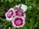 Dianthus barbatus (2013, May 28)