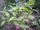 Deutzia