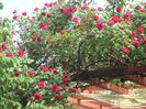 DSCN2233[1]