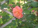 DSCN2231[1]