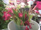 DSCN2617[1]