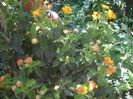 DSCN2616[1]