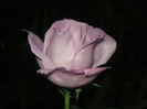 SANY0027