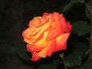 SANY0036
