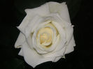 SANY0037