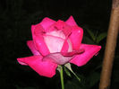 SANY0041