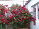 DSCF0964