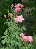 DSCN9682