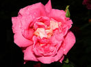 DSCN9688