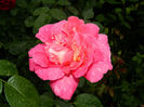 DSCN9689