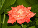 DSCN9692