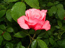 DSCN9695