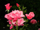 DSCN9697