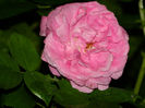 DSCN9724