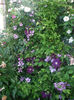 DSCF1474