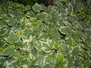 DSCN9769